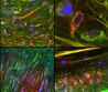 Tocris Bioscience Announces Launch of novel fluorescent cannabinoid ligand