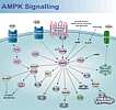 View AMPK pathway