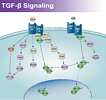 View TGF-β pathway