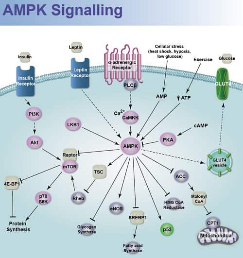 AMP Kinase | AMPK | Tocris Bioscience AMP Kinase | AMPK | Tocris Bioscience
