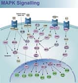 MAPK Signaling Pathway