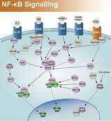 NF-κB Signaling Pathway