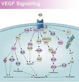 VEGF Signaling Pathway