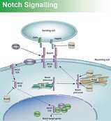 Notch Signaling Pathway
