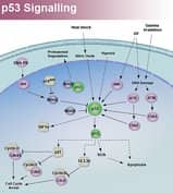 p53 Signaling Pathway