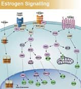 Estrogen Signaling Pathway