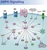 AMPK Signaling Pathway