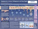 Angiogenesis in Cancer Life Science Poster