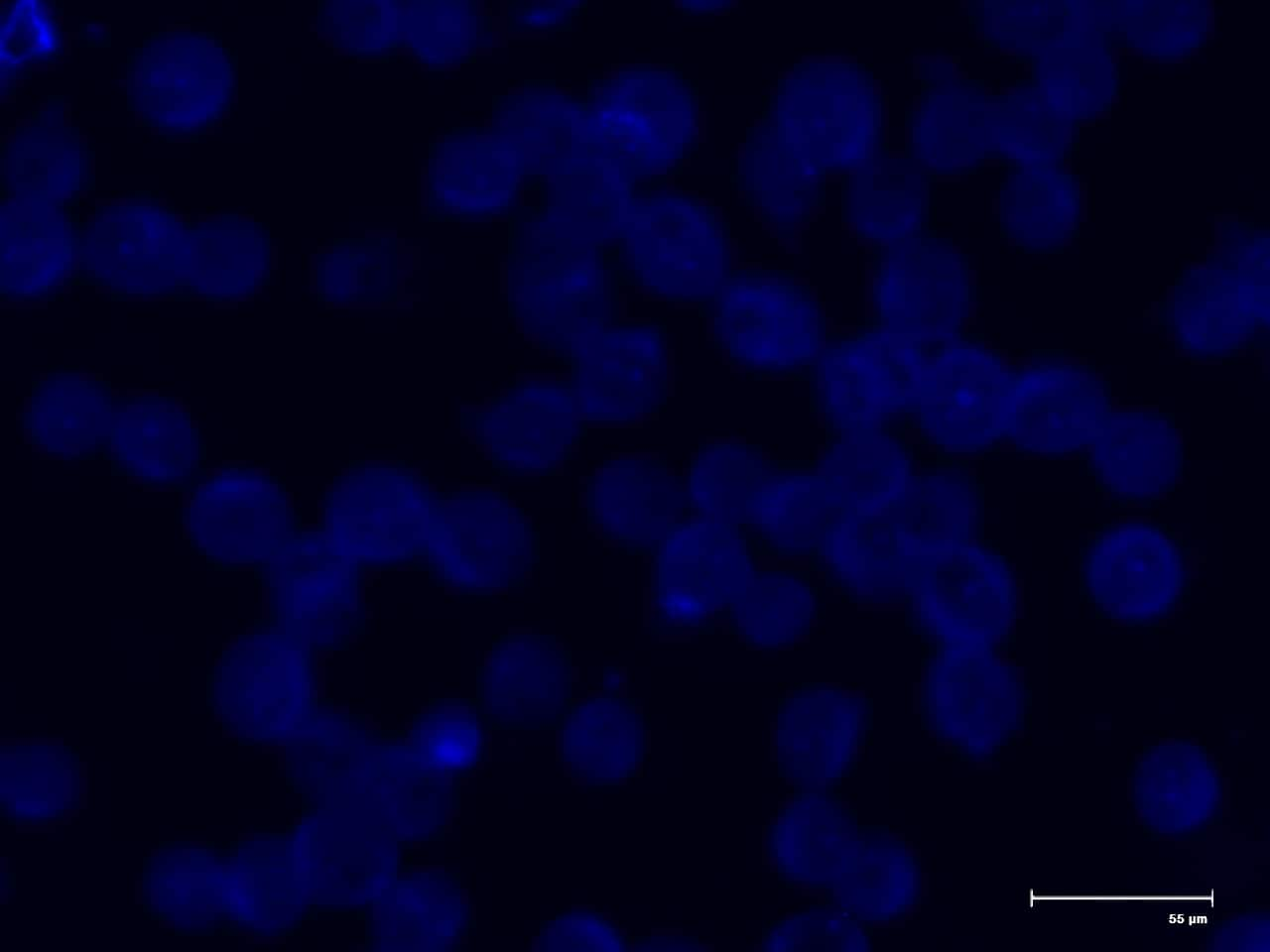 Fluorescent Staining Overview